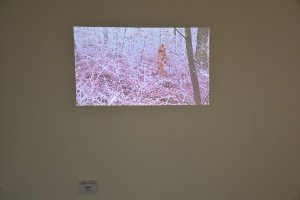 Výstava Kateřiny Adamové Linhartové