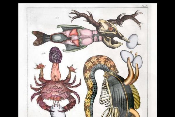 JAN ŠVANKMAJER: NEPŘÍRODOPIS